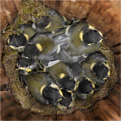 Das Nest der Kohlmeisen besteht hauptsächlich aus Moos und feinen Haaren (Bild: Maximilian Dorsch)