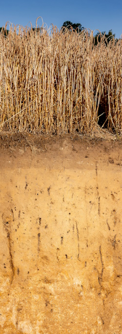 Auf Ackerböden wächst die Nahrung für Milliarden von Menschen (Bild: © Andre Künzelmann, UFZ Halle/Leipzig)