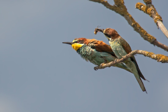 Der Bienenfresser - Männchen übergibt dem Weibchen ein "Hochzeitsgeschenk" (Bild: © Gunther Zieger)