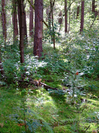 Der Waldumbau von reinen Kiefernbeständen in Laubmischwälder wird fortgestzt (Bild: © Bund Deutscher Forstleute)