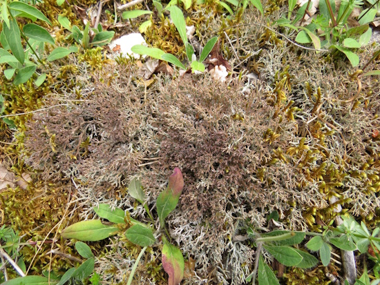 Cladonia rangiformis - Kalkmagerrasen auf der Hoibirg - Fränkischer Jura (Bild: W.v.Brackel)