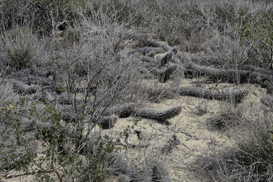 Stenocereus eruca ist der Kaktus des Jahres 2025 (Bild: © Manfred Figge) Stenocereus eruca ist der Kaktus des Jahres 2025 (Bild: © Manfred Figge)