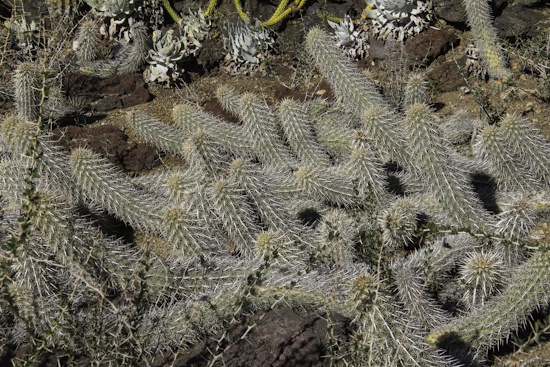 Stenocereus eruca im Huntington Botanical Garden (Bild: © Hardy Hübener) Stenocereus eruca im Huntington Botanical Garden (Bild: © Hardy Hübener)