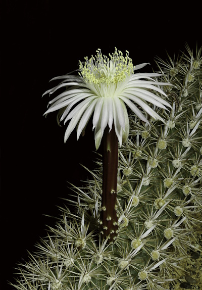 Blüte von Stenocereus eruca (Bild: © Hans Frohning) Blüte von Stenocereus eruca (Bild: © Hans Frohning)