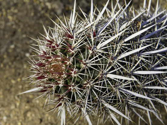 Stenocereus eruca mit roter Bedornung im Neutrieb (Bild: © Hardy Hübener) Stenocereus eruca mit roter Bedornung im Neutrieb (Bild: © Hardy Hübener)