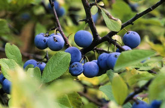 Frucht der Schlehe (Bild: © Naturfoto Frank Hecker) Frucht der Schlehe (Bild: © Naturfoto Frank Hecker)