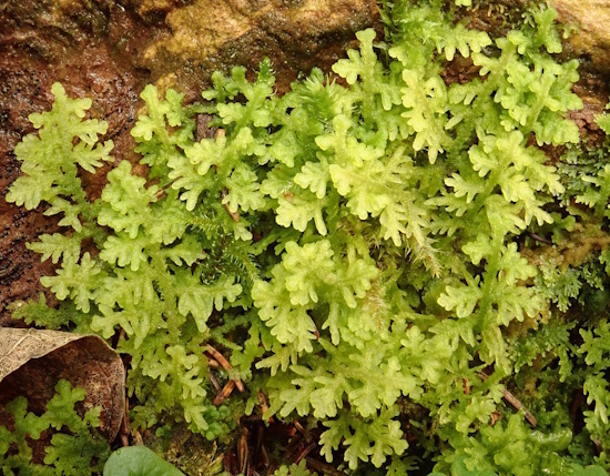 Trichocolea tomentella - Taubenberg, Oberbayern (Bild: © Wolfgang von Brackel / BLAM e.V.) Trichocolea tomentella - Taubenberg, Oberbayern (Bild: © Wolfgang von Brackel / BLAM e.V.)