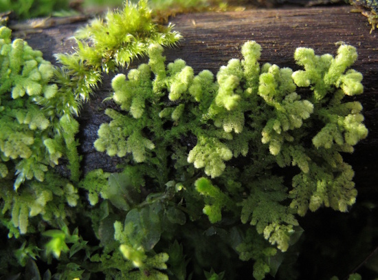 Trichocolea tomentella - Neumarkt/Oberpfalz (Bild: © Wolfgang von Brackel / BLAM e.V. Trichocolea tomentella - Neumarkt/Oberpfalz (Bild: © Wolfgang von Brackel / BLAM e.V.
