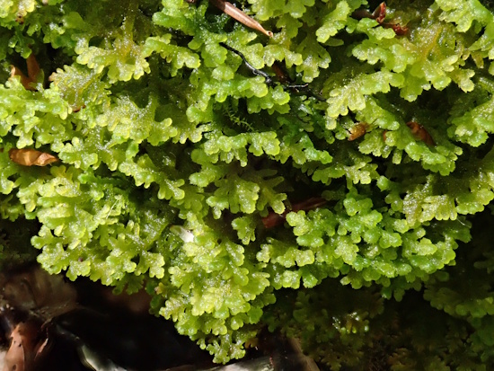 Das Filzige Haarkelchmoos ist in Deutschland gefährdet (Bild: © Christian Berg / BLAM e.V.) Das Filzige Haarkelchmoos ist in Deutschland gefährdet (Bild: © Christian Berg / BLAM e.V.)