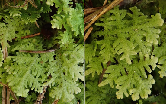 Die Fortpflanzung dieser Moosart ist schwierig, da die männlichen Pflanzen selten sind (Bild: © Christian Berg / BLAM e.V.) Die Fortpflanzung dieser Moosart ist schwierig, da die männlichen Pflanzen selten sind (Bild: © Christian Berg / BLAM e.V.)