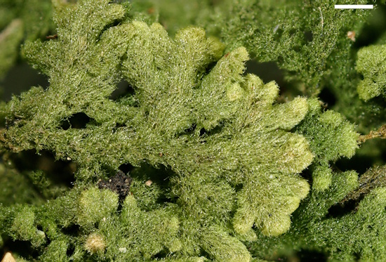 Das Filzige Haarkelchmoos ist zweihäusig - es gibt männliche und weibliche Pflanzen (Bild: © Norbert Stapper / BLAM e.V.) Das Filzige Haarkelchmoos ist zweihäusig - es gibt männliche und weibliche Pflanzen (Bild: © Norbert Stapper / BLAM e.V.)