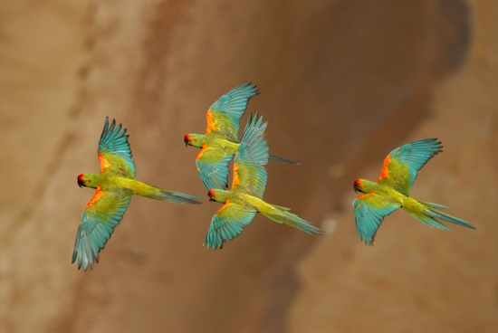 Die Schwingen der Rotohraras sind größtenteils blau (Bild: © Zoologische Gesellschaft für Arten- und Populationsschutz e.V. ZGAP)