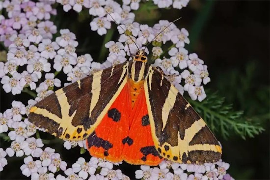 Die Spanische Flagge ist der Schmetterling des Jahres 2025 (Bild: © T. Laußmann) Die Spanische Flagge ist der Schmetterling des Jahres 2025 (Bild: © T. Laußmann)