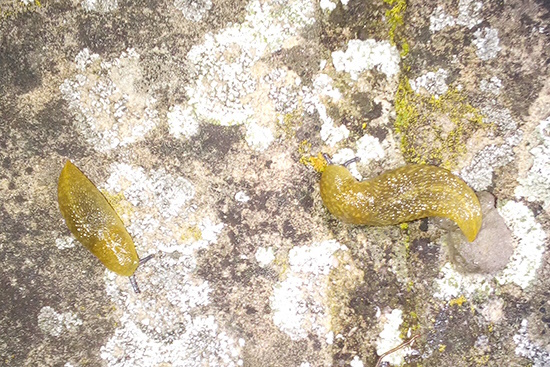 Gelbe Exemplare des Bierschnegels auf flechtenbewachsenem Mauerwerk (Bild: © Rosenbauer)
