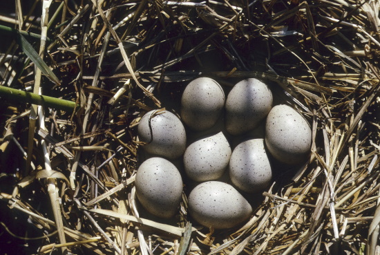Nest und Gelege eines Blässhuhn-Paares (Bild: Naturfoto / Frank Hecker)