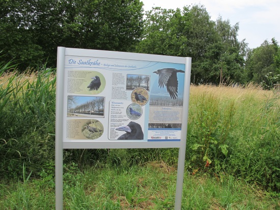 Informationstafel über das Leben der Saatkrähe an der Schleusenanlage in Randersacker (Bild: Simon Wagner)