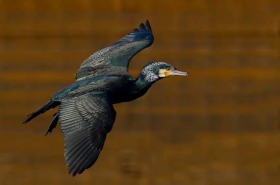 Der Kormoran war 2010 in Deutschland und Österreich Vogel des Jahres (Bild: Markus Glässel)