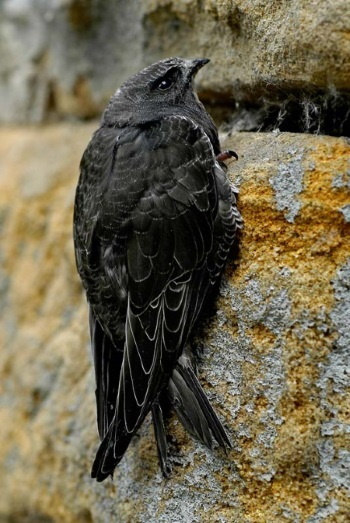 Der Mauersegler gehört inzwischen zu den bedrohten Vogelarten in Bayern (Bild: Maximilian Dorsch)