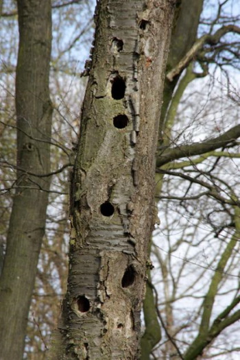 Grandios - alter Spechtbaum - ist Lebensbaum (Bild: Thomas Langhirt)
