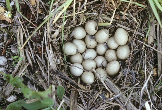 Das Nest beinhaltet 19 Eier (Bild: © Naturfoto Frank Hecker)