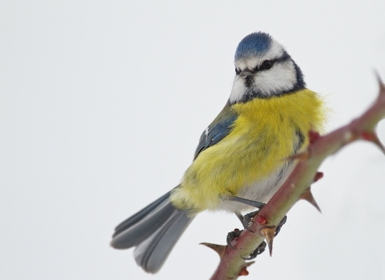 Die nördlichen Populationen überwintern südlich ihrer Brutgebiete, ansonsten ist die Blaumeise ein Jahresvogel (Foto: © Markus Gläßel)