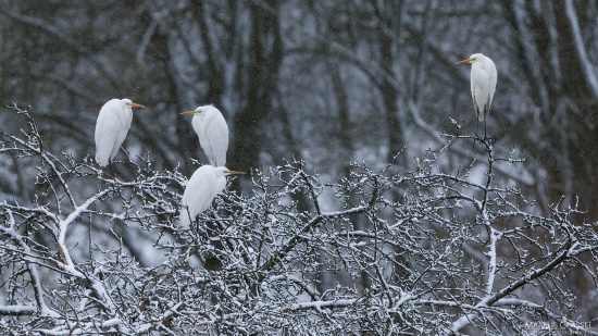Immer häufiger kann man den Silberreiher in den Wintermonaten bei uns beobachten (Bild: Markus Gläßel)
