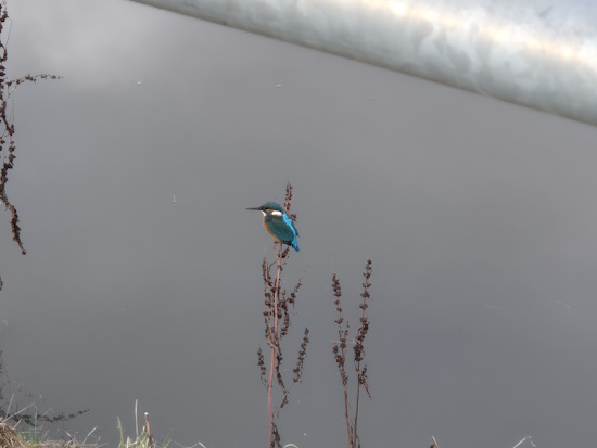 Ein gelungener Schnappschuss am Überlaufbecken - ein Eisvogel - männlich (Bild: © Sören Neckermann)