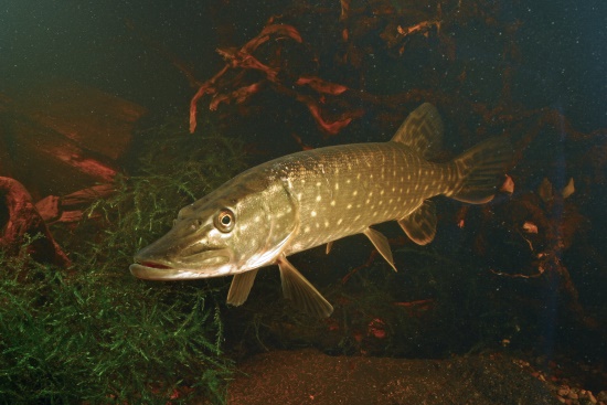 Der Hecht gehört zu unseren bekanntesten Fischarten (Bild: Frank Hecker)