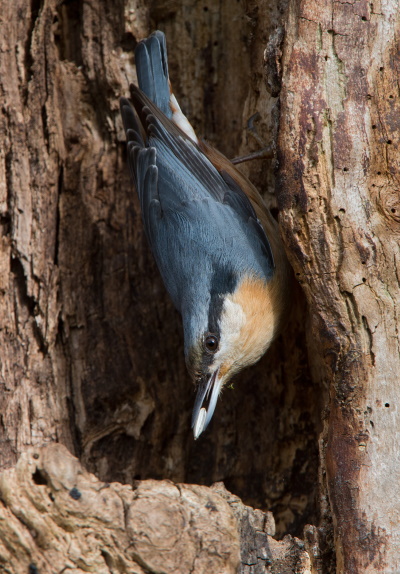 Kopfüber den Baum abwärts laufend um nach Nahrung zu suchen - das kann nur der Kleiber (Bild: Maximilian Dorsch)