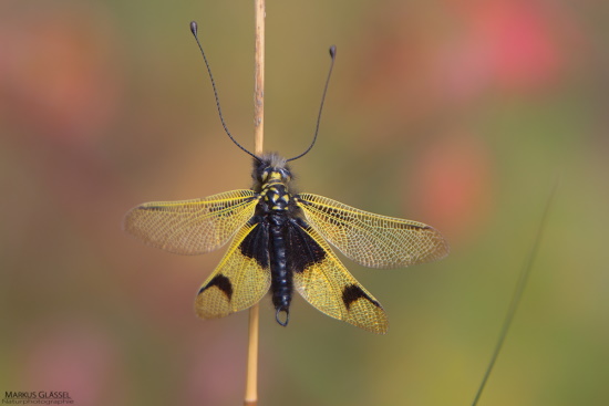 Der Langfühleriger Schmetterlingshaft unterscheidet sich von Schmetterlingen (Bild: Markus Glässel)