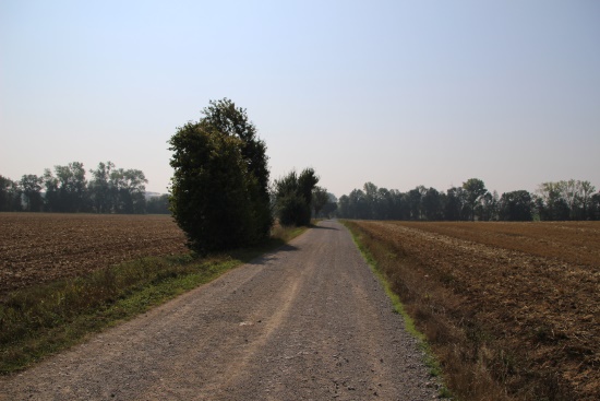 Auf geschottertem Weg weiter - danach rechts auf Wiesenweg (Bild: Björn Neckermann)
