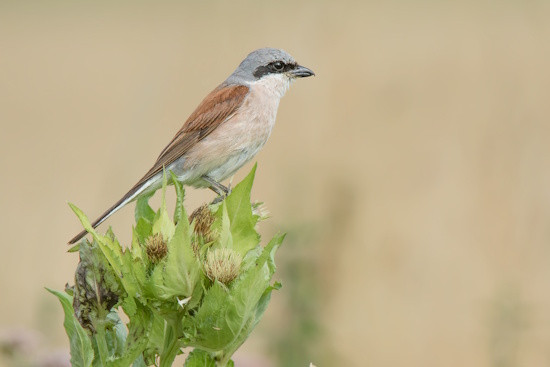 Ein seltener Brutvogel - der Neuntöter - 17.000 BP in Bayern (Bild: © Gunther Zieger) Ein seltener Brutvogel - der Neuntöter - 17.000 BP in Bayern (Bild: © Gunther Zieger)