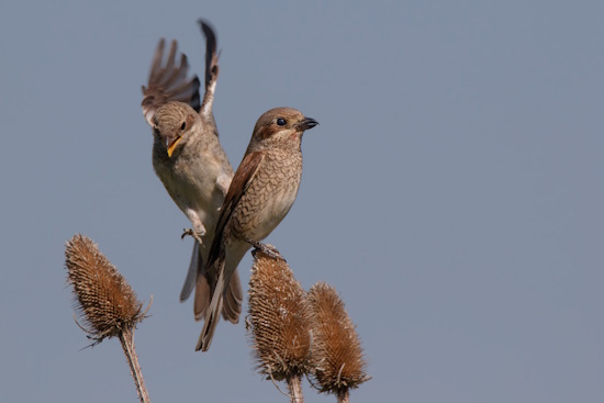 Neuntöter-Weibchen mit Jungvogel (links) - Weibchen sind auf der Unterseite gewellt (Bild: © Gunther Zieger) Neuntöter-Weibchen mit Jungvogel (links) - Weibchen sind auf der Unterseite gewellt (Bild: © Gunther Zieger)