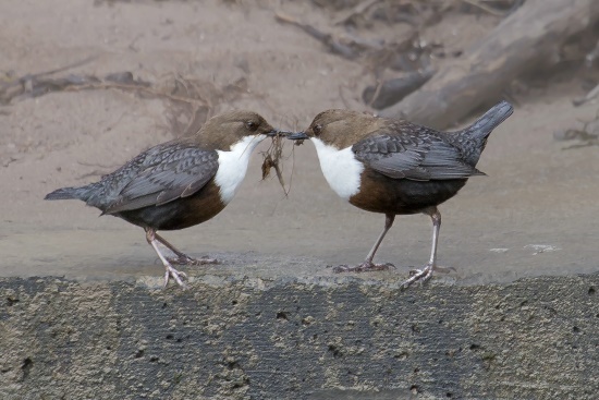 Beide Alttiere bauen das kugelige Nest gemeinsam (Bild: Gunther Zieger)