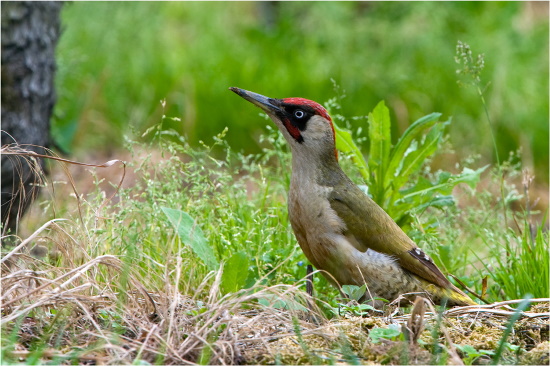 Hier ist ein Altvogel abgebildet und zwar ein Männchen - der rote Bartstreif innen verrät ihn (Bild: Maximilian Dorsch)
