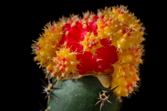 Der Erdbeerkaktus ist der Kaktus des Jahres 2023 (Bild: © Wolfgang Borgmann)