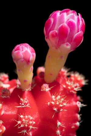 Seitensprosse des Erdbeerkaktus (Bild: © Wolfgang Borgmann)