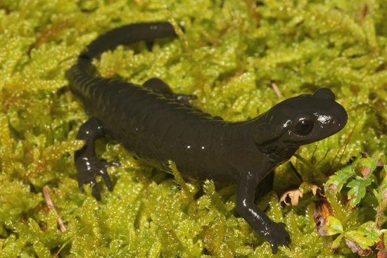Der Alpensalamander - Salamandra atra - ist der Lurch des Jahres 2026 (Bild: © DGHT / Kwet)