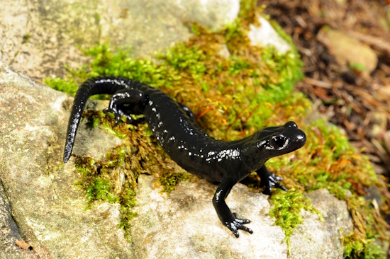Alpensalamander - noch häufig anzutreffen in alpinen Regionen (Bild: © DGHT / Trapp)