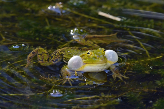 Rufendes Männchen im Laichgewässer deutlich sind die weißen Schallblasen zu sehen (Bild: © Trapp / DGHT)