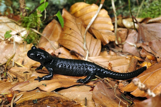 Jungtier des Alpensalamanders - wie die Alttiere pechschwarz und glänzend (Bild: © DGHT / Trapp)