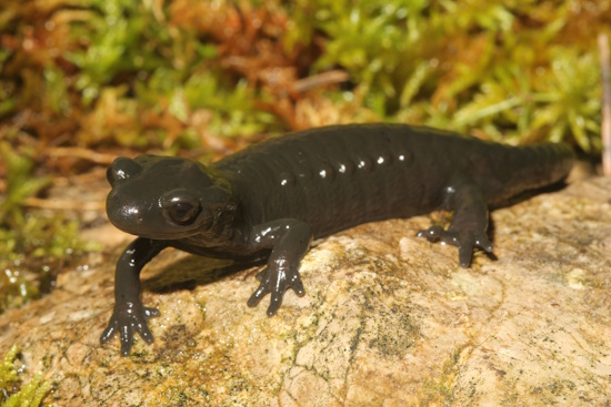 Der Alpensalamander hat große dunkle bis schwarze Augen mit runden Pupillen (Bild: © DGHT / Kwet)