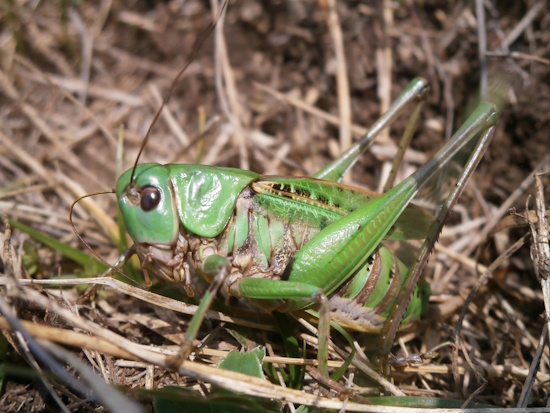 Der Warzenbeißer - hier ein männliches Tier - gehört zu den größten Langfühlerheuschrecken (Bild: © Senckenberg / Schmitt)