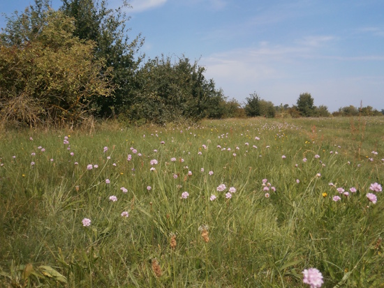 Magere Wiesen und Weiden sind typische Lebensräume des Warzenbeißers (Bild: © Senckenberg / Schmitt)