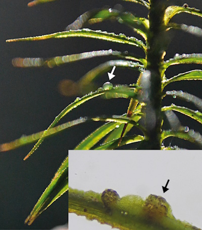 Die landlebende Jochalge Serritaenia ist die Alge des Jahres 2023 (Aufnahme: © Dr. Sebastian Hess)