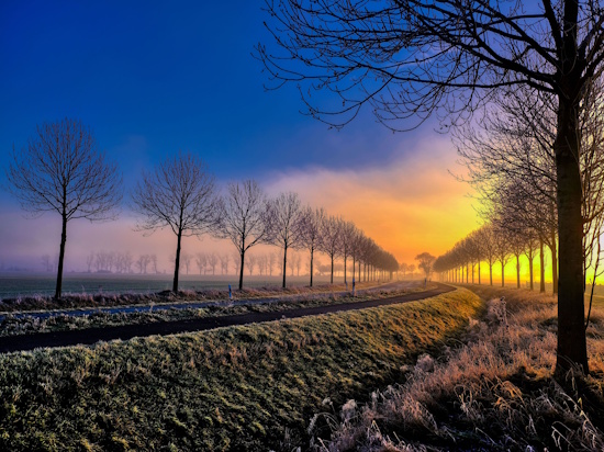 2.Platz - Allee des Jahres 2025 - eine junge Eschenallee in Sachsen (Bild: © Dr.Lutz Schaffranietz)