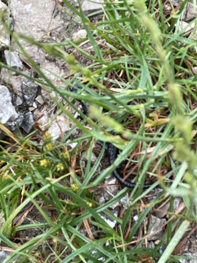 Alpensalamander der sich schnell vor mir versteckte (Bild: © privat Neckermann)