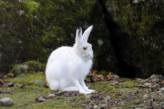 Der in Höhenlagen lebende Alpenschneehase, ist bei uns in Deutschland sehr selten (Bild: ©  Imagebroker.com / Stefan Huwiler)