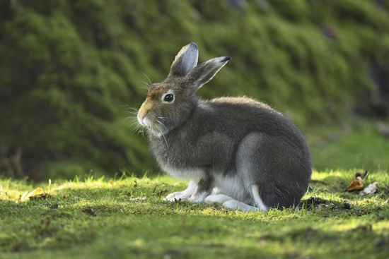 Der Alpenschneehase im Sommerfell - graubraun (Bild: © Imagebroker.com / Stefan Huwiler)