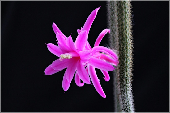 Wunderschöne pinkfarbene Blüten (Bild: © Sabine Philipp)